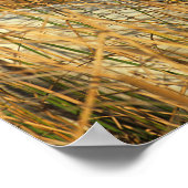 ボブラングリシュ |灰色のカマルグのポニーが葦に横たわっている ポスター (角)