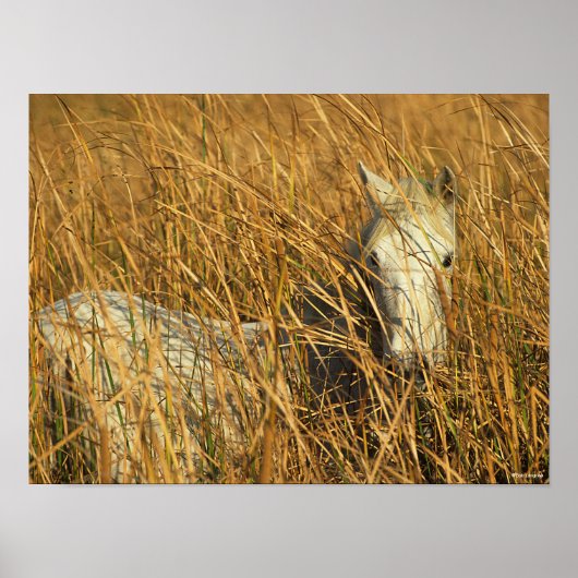 ボブラングリシュ |灰色のカマルグのポニーが葦に横たわっている ポスター (正面)