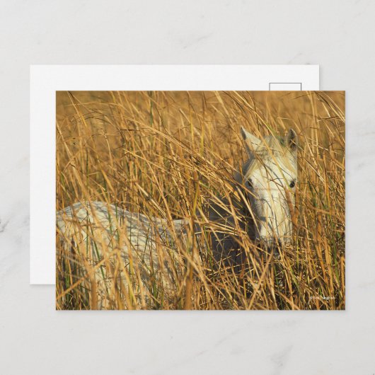 ボブラングリシュ |灰色のカマルグのポニーが葦に横たわっている ポストカード (正面/裏面)