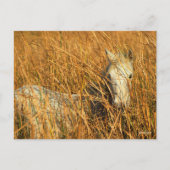 ボブラングリシュ |灰色のカマルグのポニーが葦に横たわっている ポストカード (正面)