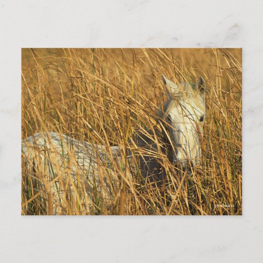 ボブラングリシュ |灰色のカマルグのポニーが葦に横たわっている ポストカード (正面)