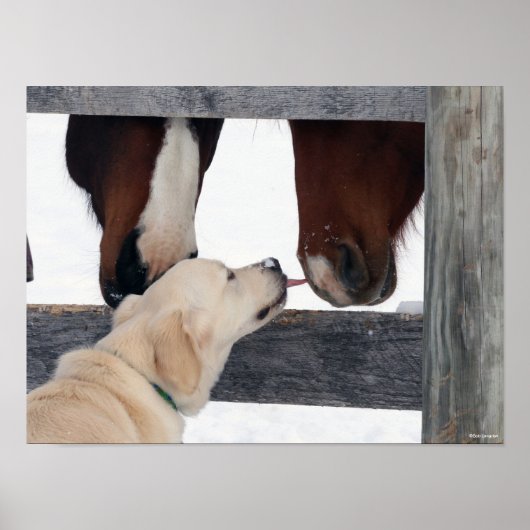 ボブラングリシュ |犬が馬の鼻をなめる ポスター (正面)
