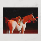 ボブラングリシュ |犬と一緒に立つアラブの馬 ポストカード (正面)