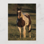 ボブラングリシュ 絵を描馬 ポストカード (正面)