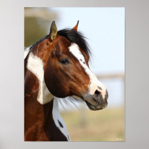 ボブラングリシュ 絵を描 Horse Stallionのヘッドショット ポスター
