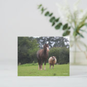 ボブラングリシュ 羊と共に立つウェールズのポニーマーレ ポストカード (スタンド正面)