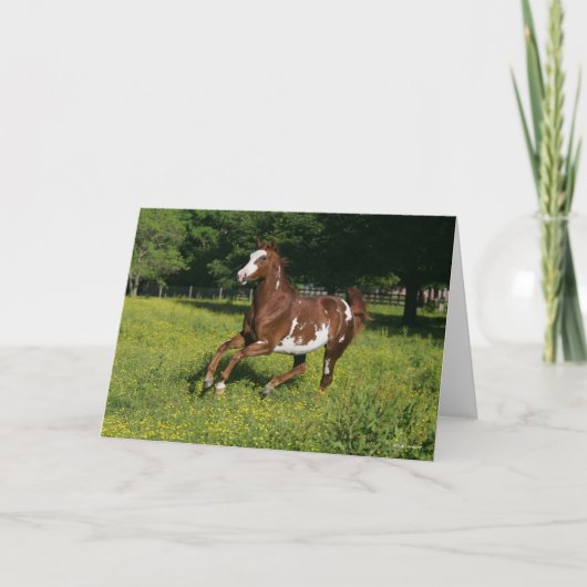 ボブラングリシュ |花のピントオルデンランニングブルク カード (正面)