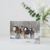 ボブラングリシュ |雪のクレジデレスの群れ ポストカード (スタンド正面)