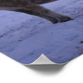 ボブラングリシュ |雪の中に立つ2頭のフィヨルド馬 ポスター (角)