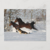 ボブラングリシュ 雪の中のモーガンの馬と犬が2頭 ポストカード (正面)