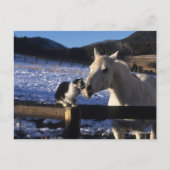 ボブラングリシュ |雪の中の馬と猫 ポストカード (正面)