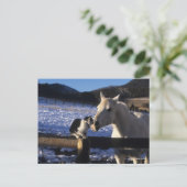 ボブラングリシュ |雪の中の馬と猫 ポストカード (スタンド正面)