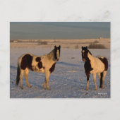 ボブラングリシュ |雪絵を描の中に2頭の馬 ポストカード (正面)