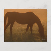 ボブラングリシュ |霧の中でのアラブの放牧 ポストカード (正面)