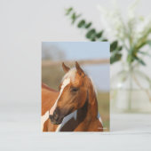 ボブラングリシュ |馬絵を描のヘッドショット ポストカード (スタンド正面)