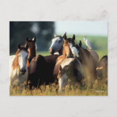 ボブラングリシュ |鳥と立つ馬の群れ ポストカード (正面)