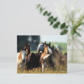 ボブラングリシュ |鳥と立つ馬の群れ ポストカード (スタンド正面)