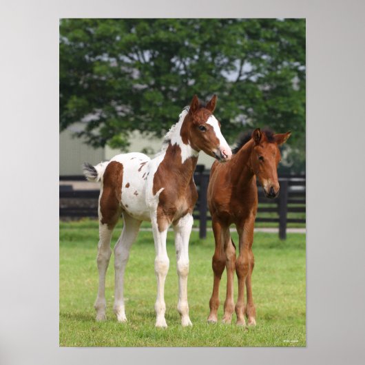 ボブラングリシュ | 2つのスポーツホースフォール立ち ポスター (正面)