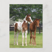 ボブラングリシュ | 2つのスポーツホースフォール立ち ポストカード (正面)