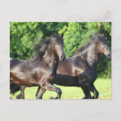 ボブラングリシュ | 2つのフリーシランニングア人が一緒に ポストカード (正面)