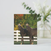 ボブラングリシュ | 2つの岩場の森が立つ ポストカード (スタンド正面)