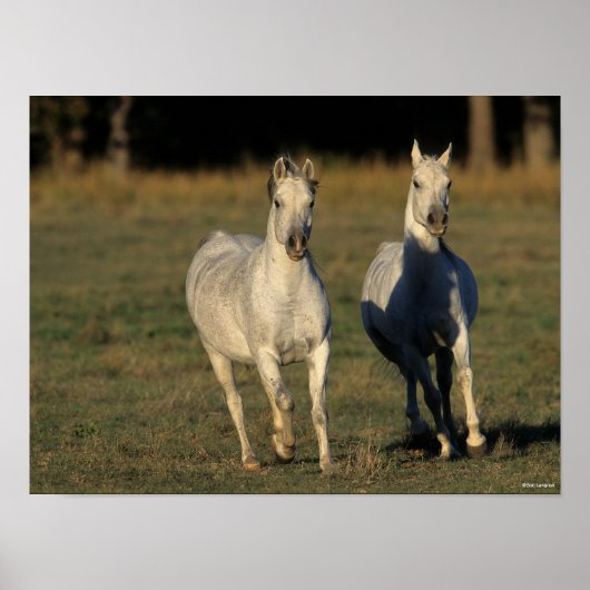 ボブラングリシュ | 2つの灰色のアラブランニングスのアラブ ポスター (正面)