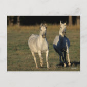 ボブラングリシュ | 2つの灰色のアラブランニングスのアラブ ポストカード (正面)