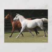 ボブラングリシュ | 2頭のアラブの馬が一緒に走る ポストカード (正面)