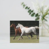 ボブラングリシュ | 2頭のアラブの馬が一緒に走る ポストカード (スタンド正面)