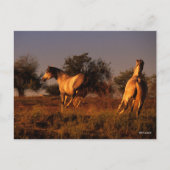 ボブラングリシュ | 2頭のランニング馬の夕暮れ ポストカード (正面)