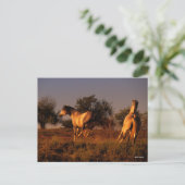 ボブラングリシュ | 2頭のランニング馬の夕暮れ ポストカード (スタンド正面)