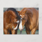 ボブラングリシュ | 2頭の馬 ポストカード (正面)