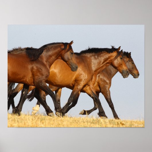 ボブラングリシュ | 3つのアンダルシアランニングマレス ポスター (正面)