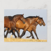 ボブラングリシュ | 3つのアンダルシアランニングマレス ポストカード (正面)