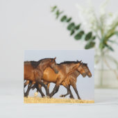 ボブラングリシュ | 3つのアンダルシアランニングマレス ポストカード (スタンド正面)