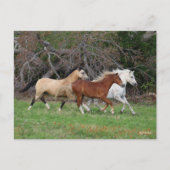 ボブラングリシュ | 3つのポニーランニングズが一緒に ポストカード (正面)