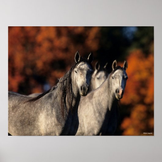 ボブラングリシュ | 3つの灰色のアラブ人が一緒に立って ポスター (正面)