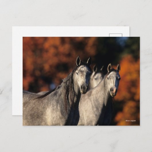 ボブラングリシュ | 3つの灰色のアラブ人が一緒に立って ポストカード (正面/裏面)