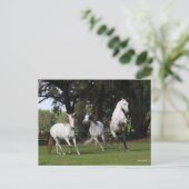 ボブラングリシュ | 3つの灰色のアンダルシア人が跳躍 ポストカード (スタンド正面)