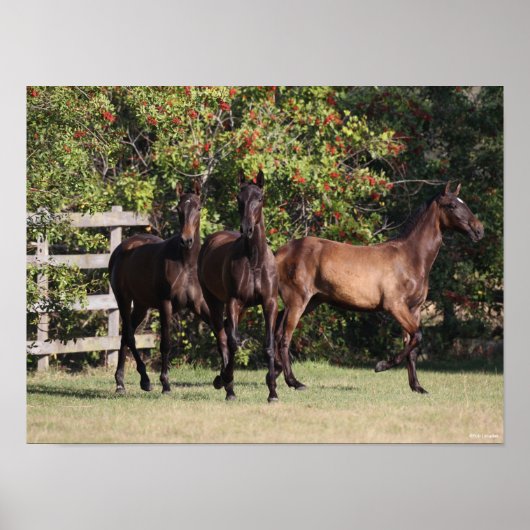 ボブラングリシュ | 3アンダルシアの若者が立つ ポスター (正面)