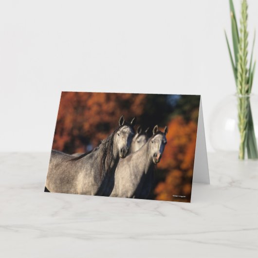 ボブラングリシュ | 3人の灰色のアラブが立ち並ぶ カード (正面)