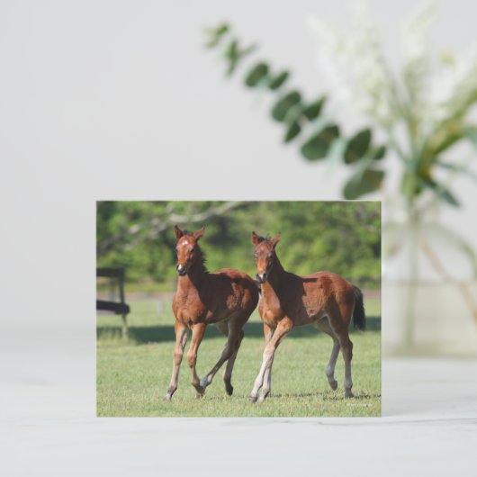 ボブラングリシュ | 4分の1の馬の足を一緒に ポストカード (スタンド正面)