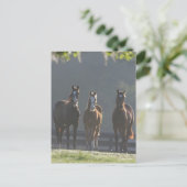 ボブラングリシュ | 4分の3の馬の若者 ポストカード (スタンド正面)