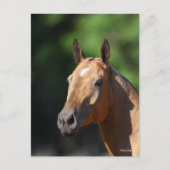 ボブラングリシュ | Akhal Tekeヘッドショット ポストカード (正面)