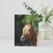 ボブラングリシュ | Akhal Tekeヘッドショット ポストカード (スタンド正面)