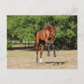 ボブラングリシュ | Akhal Teke Stallionが跳躍 ポストカード (正面)