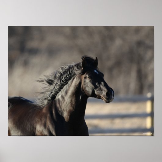 ボブラングリシュ | Andalucianヘッドショットマネ流れ ポスター (正面)