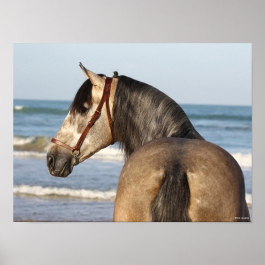 ボブラングリシュ | Andalucian Stallionヘッドショット海 ポスター (正面)