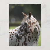 ボブラングリシュ | Appaloosaスタンディングヘッドショット ポストカード (正面)