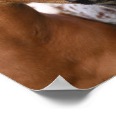 ボブラングリシュ | Appaloosa Foals会議(2件) ポスター (角)